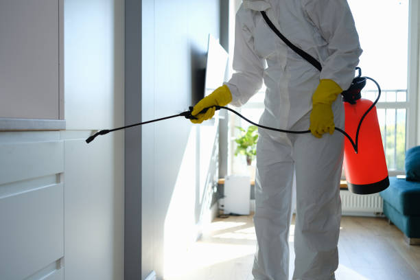 Professional Mold Removal in Iyanbito, NM