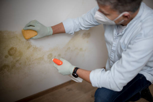 Mold Removal and Inspection in Iyanbito, NM