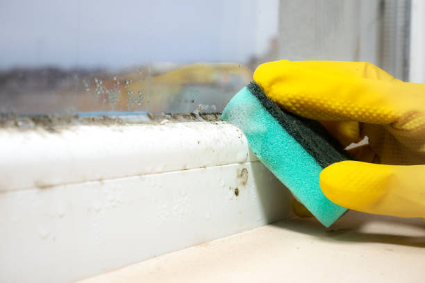 Best Residential Mold Removal  in Iyanbito, NM
