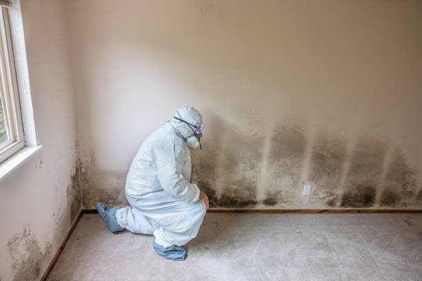 Best Attic Mold Removal  in Iyanbito, NM
